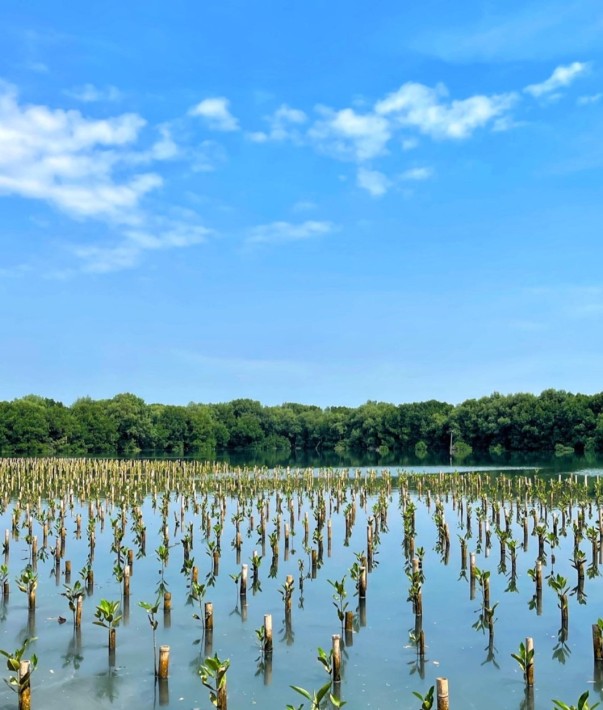 Program Lanjutan Penanaman Pohon Mangrove