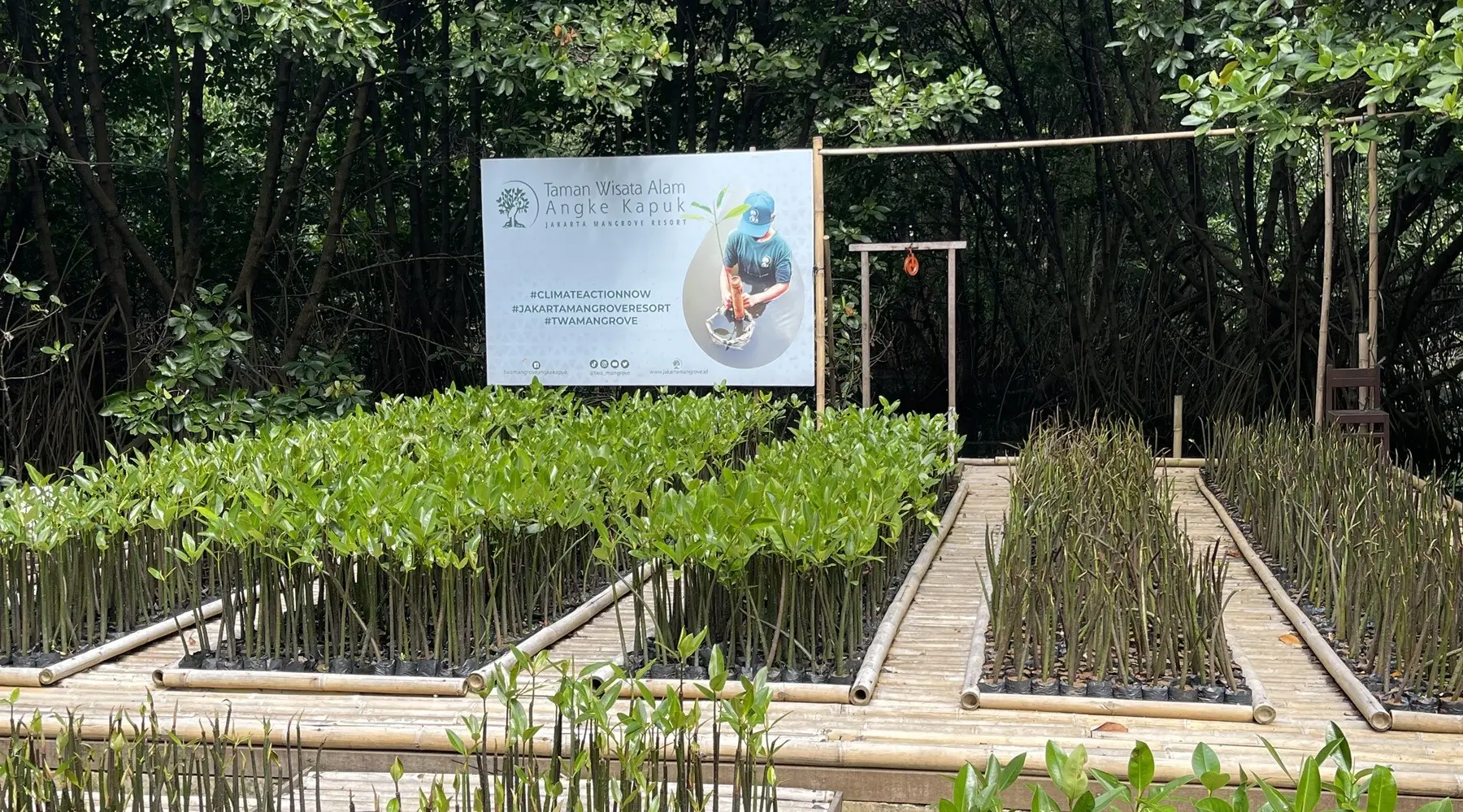 Program Lanjutan Penanaman Pohon Mangrove