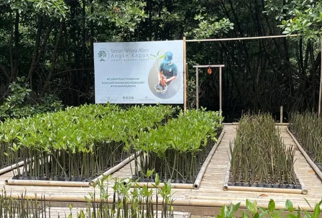 Program Lanjutan Penanaman Pohon Mangrove